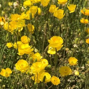 Meet your Posher, Jose